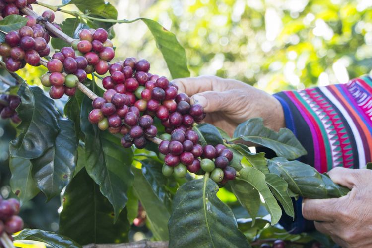 ROBUSTA & ARABICA COFFEE 3