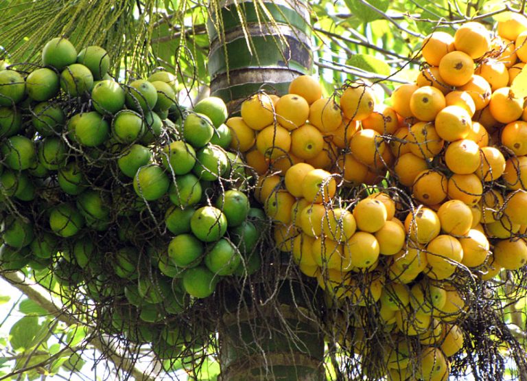 betel nut 2