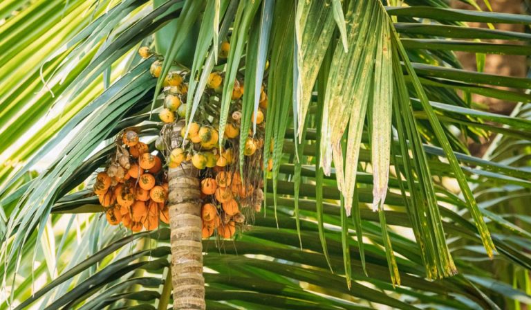 betel nut 3
