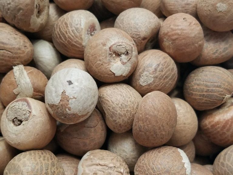 betel nut