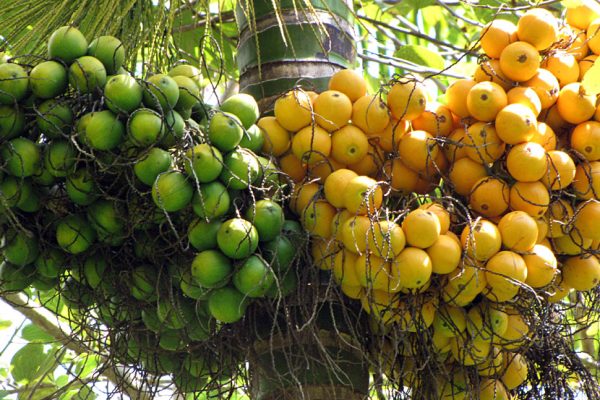 betel nut 2